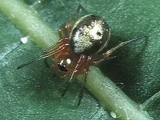 female from Japan