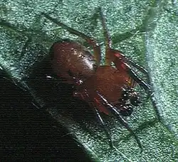 male from Japan
