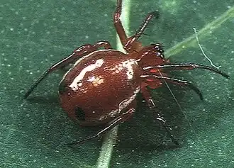 female H. sanguinea