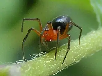 H. pygmaea