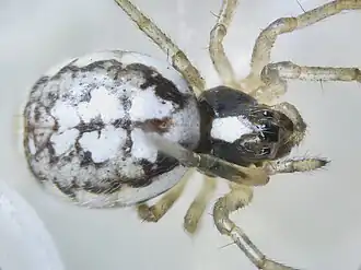 Hypsosinga albovittata