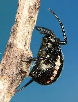 female
