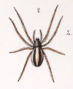 female (Becker, 1882)