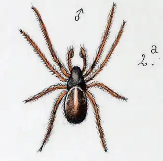 male (Becker, 1882)