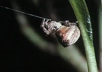 H. affinis
