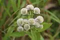 Hyptis capitata