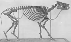 Skeleton of Hyrachyus