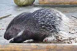 Black and white porcupine