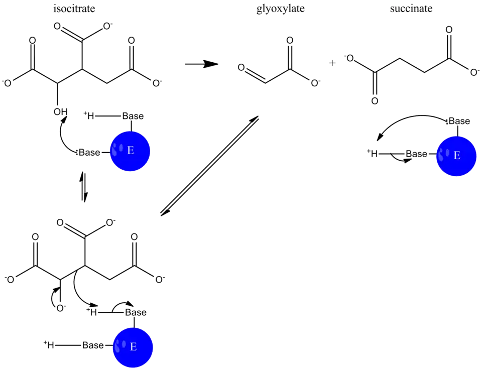 ICL-catalyzed reaction