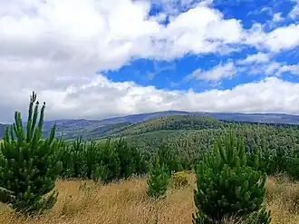 View towards Mount Field over a Pinus radiata plantation.