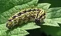 Older caterpillars are solitary