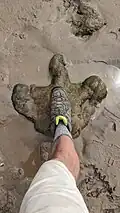 Dinosaur Footprint - Compton Beach