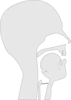 Sagittal section of a vocal tract pronouncing the IPA sound ⟨ɛ⟩. Note that a wavy glottis in this diagram indicates a voiced sound.