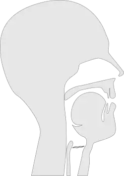 Sagittal section of a vocal tract pronouncing the IPA sound ⟨Ɪ⟩. Note that a wavy glottis in this diagram indicates a voiced sound.