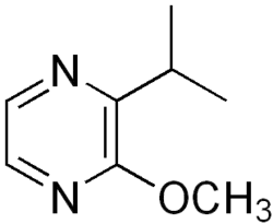 Chemical structure of isopropyl methoxypyrazine