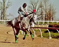 Dappled gray horse looking strong on track with exercise rider