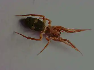 Female I. minshullae in Shangani, Zimbabwe