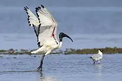 African sacred ibis, Goro, Ferrara