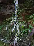 Ivy covered with a thick layer of ice