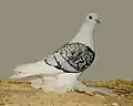 checker Ice Pigeon