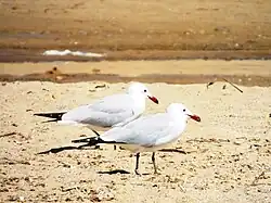 Audouin's gull, Sardinia