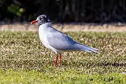 Mediterranean gull, Costa Ballena, Chipiona, Cádiz