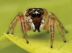 female I. pulchellus