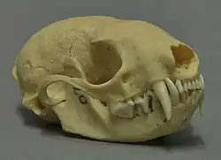 Skull of an animal viewed from the right