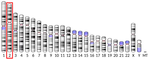 Chromosome 2 (human)