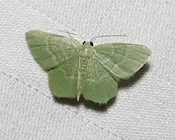 Small light green moth on white paper towel seen from above