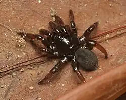 I. opifex