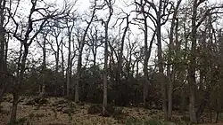 Quercus canariensis