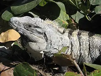 Male, in Tulum