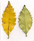 Illawarra socketwood, old leaves