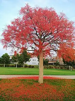 Blooming in spring with vibrant red petals scattered across the green grass below.