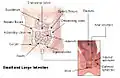 Intestines