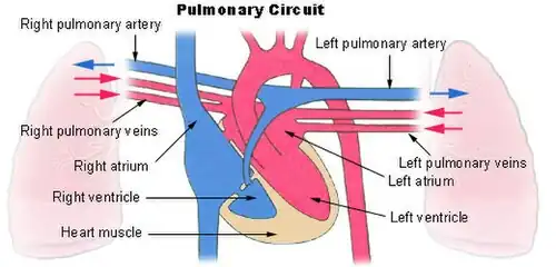 Pulmonary circuit