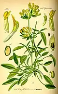 1885 illustration[11]