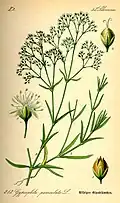 Illustration by Otto Wilhelm Thomé