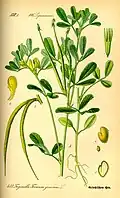 Trigonella foenumgraecum L.