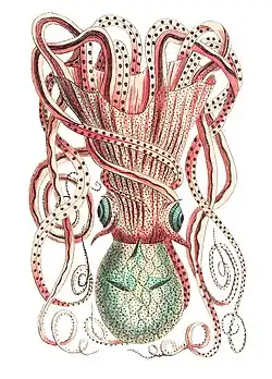 Granulated Cuttle illustration from The Naturalist's Miscellany by George Shaw