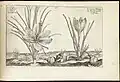 Saffron crocus from 1614 book
