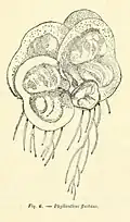 Another image of the illustration of P. fluitans by R. C. used by Herbier Bossier