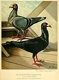 Illustrirtes_Mustertauben-Buch Plate 29
