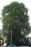 300-year-old U. glabra (after lopping), Grenzhammer, Ilmenau, Germany (2010)[59]