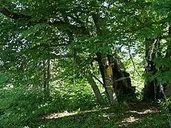 The sacred linden Hiieniinepuu in Ilumäe.