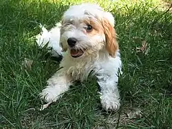 Image 43Cavapoo puppy (from Puppy)