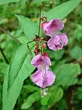 Impatiens glandulifera