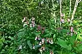 Himalayan balsam, La Bresse.