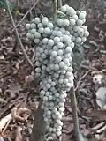 Cyclea peltata